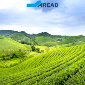 image montrant une terre agricole représentant le nouvel article sur les subventions France Agrimer 2025 écrit par Aread.