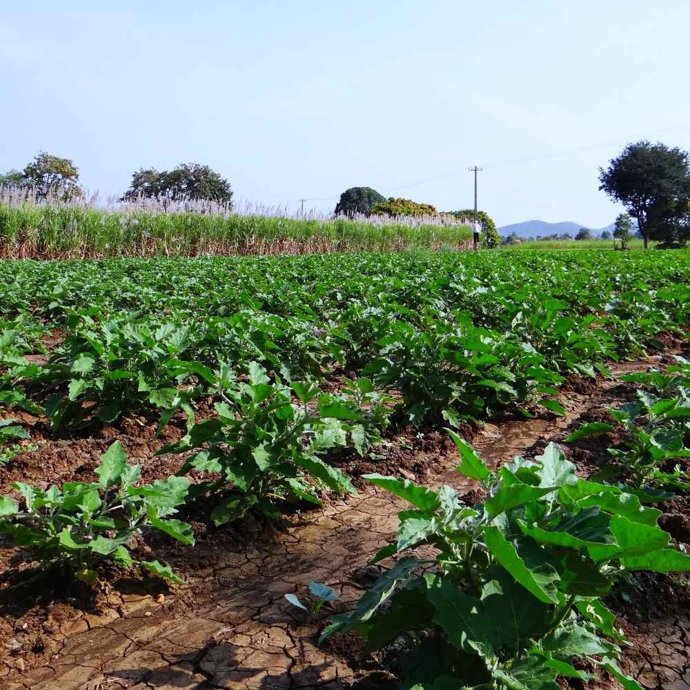 Aides et financements pour l’industrie agroalimentaire