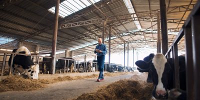 Bâtiment agricole d’élevage moderne avec vaches – projet éligible aux subventions pour construction et modernisation agricole