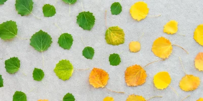 changement de saison. des feuilles jaunes qui deviennent vertes, symbolisant la transition écologique et l'appel à projets ORMAT 2025.