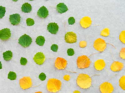 changement de saison. des feuilles jaunes qui deviennent vertes, symbolisant la transition écologique et l'appel à projets ORMAT 2025.