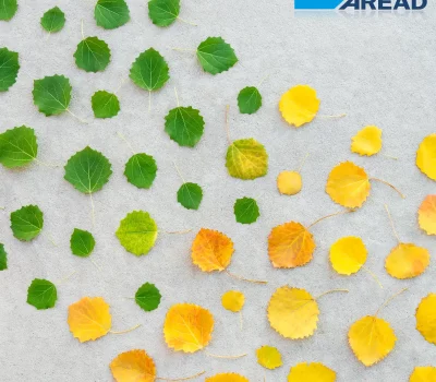 changement de saison. des feuilles jaunes qui deviennent vertes, symbolisant la transition écologique et l'appel à projets ORMAT 2025.