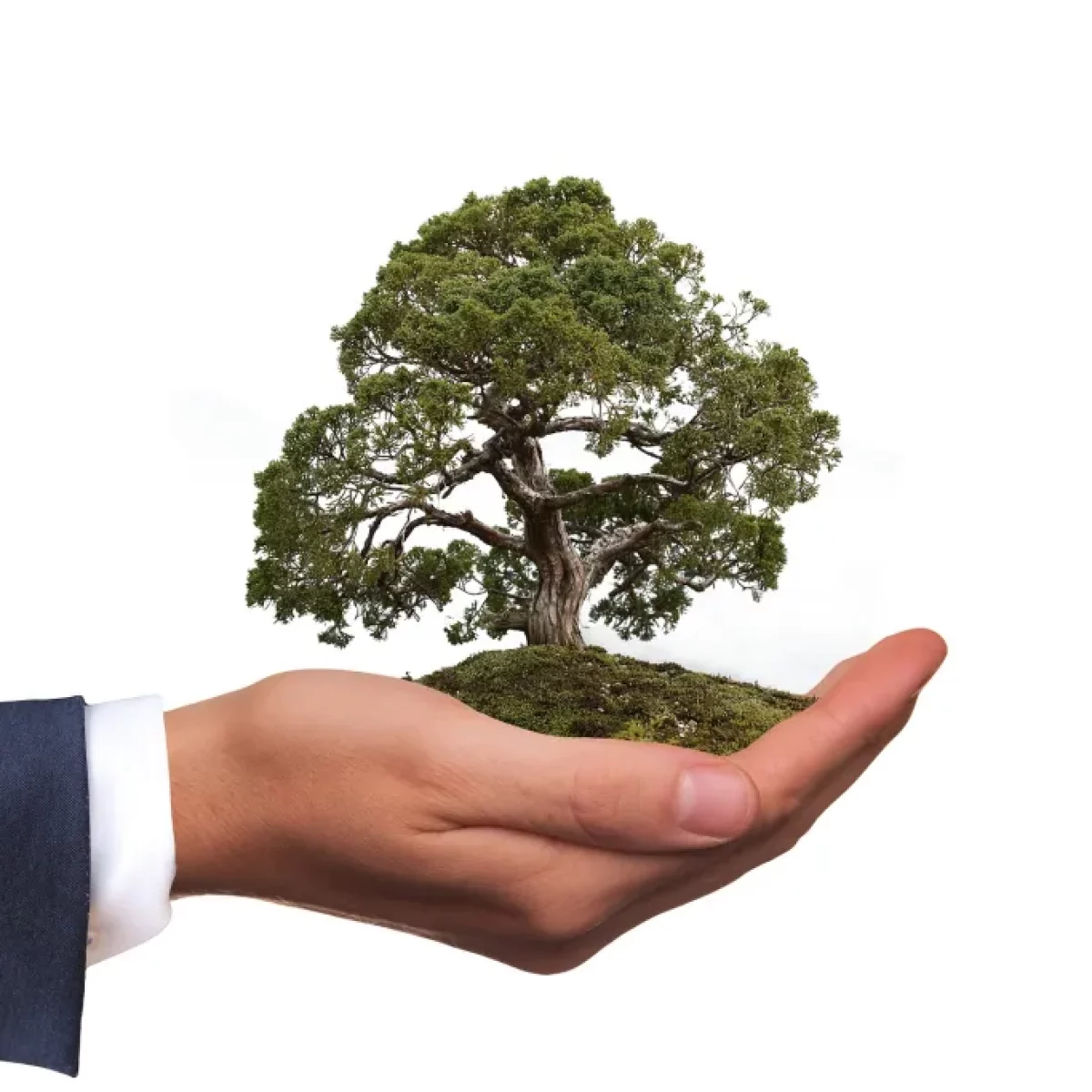 Transition écologique : les trois nouveaux plans stratégiques lancés par l’Etat
